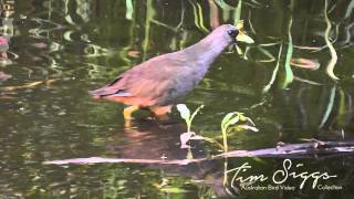 The Pale Vented Bush hen Amaurornis moluccana 22 HD VIDEO Australian Bird Media [upl. by Schuh]