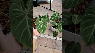 Philodendron gloriosum zebra propagation 🌱 [upl. by Davidson]