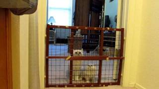 1 Kitten Escape By 8 Week Old Dollface Persian Joey Gails Dollfacepurz [upl. by Mccoy919]