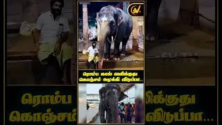 Tiruchendur Temple Elephant Deivanai விளையாடிய பாகனுடன் திருமண elephant devanai thiruchanthur [upl. by Samford]