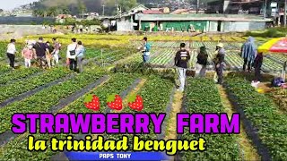 STRAWBERRY 🍓 FARM LA TRINIDAD BENGUET [upl. by Auginahs998]