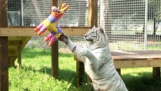 BIG Cats VS Piñatas [upl. by Nahta]