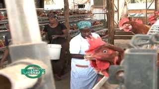 Layers Poultry in Cages courtesy of Sigma Feeds Kenya [upl. by Bohlin]