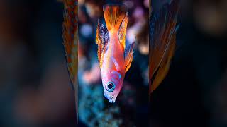 Pseudanthias hypselosoma slowly swims through the ocean [upl. by Wilden938]