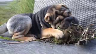 black and tan sharpei gardening [upl. by Ardussi332]