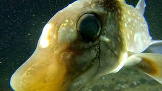 Three Tree Point One Of Puget Sound Washington Best Scuba Dive Sites [upl. by Ahseenal]