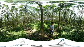 Vita Talalay Latex  Our Sustainable Rubber Tree Plantation 360 VR Experience [upl. by Harley]