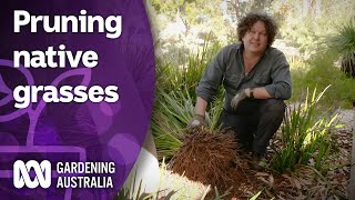 How to prune native grasses and clumping plants  Australian native plants  Gardening Australia [upl. by Rebna]