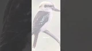 Terrifying Bird Calls That Will Give You CHILLS PART1 shorts [upl. by Enitsirk836]