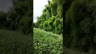 Thyrsostachys oliveri as boardercrop bamboo farming [upl. by Tlok]