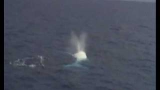 Migaloo  Albino Humpback Whale on The Great Barrier Reef [upl. by Easter940]