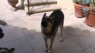 My German Shepherd Edie singing and yodeling [upl. by Raye]