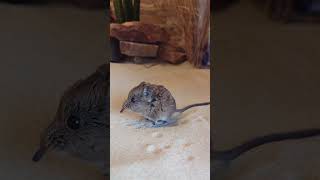 A pet kangaroo rat playing🥶🐁shorts wildanimals animals wildlife rat nature mouse rats [upl. by Aphrodite]