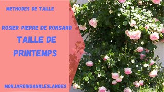 Rosier Pierre de Ronsard taille de printemps  Monjardindansleslandes [upl. by Aninat]