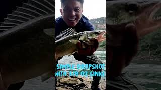 Pickerel on Simple Dropshot Rig fishing [upl. by Eisdnil]