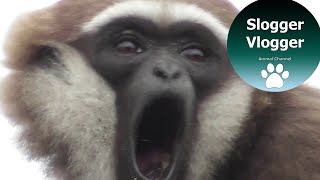 Close Up Gibbon With Its Amazing 100 Decibel Voice [upl. by Liew596]