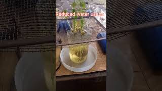 Hydroponics Technique Real lab experiment biology hydroponics hydroponic neet [upl. by Hakeber]