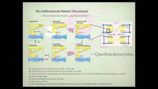 Wie ist der Muskel aufgebaut [upl. by Llerreg]