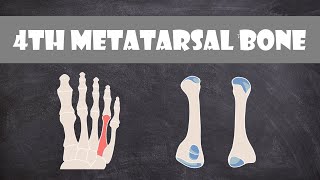 4th Metatarsal Bone  Anatomy [upl. by Simonette185]