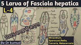 Fasciola hepaticaLarval Stages of Liver FlukeMiracidiumSporocystRediaCercariaMetacercariaBSc1 [upl. by Lafleur]