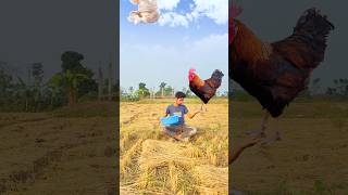 Flying crying babies Catching vs hen parrot amp puppy amp yellow lizard funny short [upl. by Jarlathus]