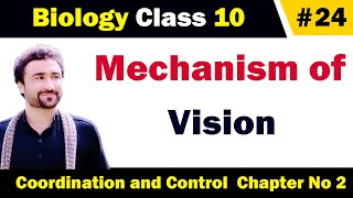 Mechanism of vision class 10 Biology [upl. by Eniamahs]