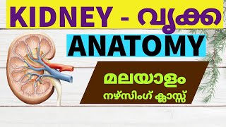 Anatomy of Kidney in Malayalam  Malayalam Nursing Class [upl. by Zorah]