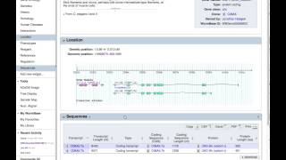 How to find the 3UTR sequence of a gene on WormBase [upl. by Stephannie]