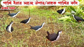 Pakhi Dhorar Sohoj Upay  Pakhi Dhorar Fad  পাখি ধরার সহজ উপায়  পাখি ধরার সহজ ফাঁদ  Bird Story [upl. by Ebberta]