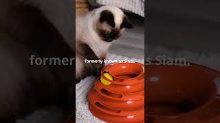 Mind Blowing Facts About Siamese Cats You Need to Know 2 [upl. by Geibel37]