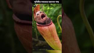 পৃথিবীর সবচেয়ে ভয়ানক গাছ 😱 plants shorts [upl. by Orvas]