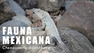 Iguana de Cola Espinosa Ctenosaura acanthura  Fauna Mexicana [upl. by Acemat266]