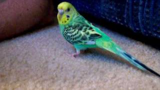 Pigwidgeon Our Budgerigar [upl. by Malinde]