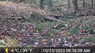 Jefferson Township PA Trail Cam Footage 15Oct202303Nov2023 [upl. by Suollecram]