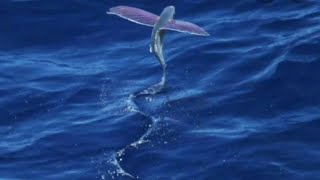 Can flying fish actually fly Exocoetus [upl. by Yuria539]