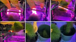 Harvesting Chaeto  REEF TANK SUMP [upl. by Naivatco]