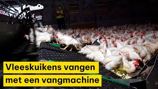 Vangen van vleeskuikens met een vangmachine [upl. by Ttik]