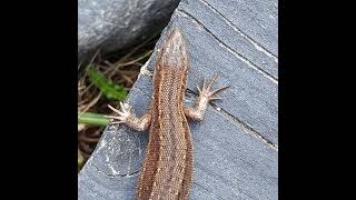 Skogsödla common lizard Zootoca vivipara Finland [upl. by Mccurdy413]