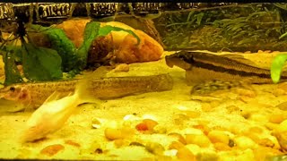 Dojo Loach and Chinese Algae Eater having a MOMENT [upl. by Werd]