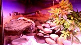 Glass Climbing Leopard Gecko REPTAR [upl. by Velda947]