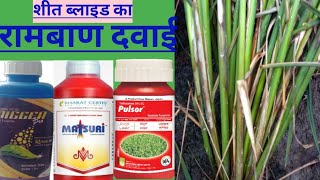 शीत ब्लाइड का रोकथामhexaconazole 5scthifluzamide 24scpulsor fungicidematsuri fungicidepaddy [upl. by Shayna]