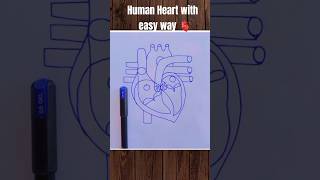 Human Heart with Easy way 🫀 humanheartdiagram heart biology diagram bio shorts [upl. by Karp]