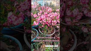 Adenium Arabicum in full bloom bonsai adeniumarabicum plants floweringplant shorts viral [upl. by Herminia371]