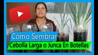 Cómo Sembrar Cebolla Larga O Junca en botellas plásticas En casa Cebollas por siempre [upl. by Yelyac328]