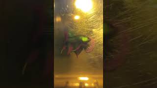 Wild Betta Imbellis Hybrid fypシ゚viral fyp shorts shortvideo fish wildbetta bettafish hybrid [upl. by Penn198]