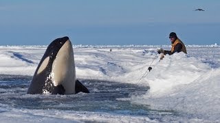 Dramatic raw footage of NOAA researchers tagging orcas with cross bows killer whales in Antarctica [upl. by Doloritas758]