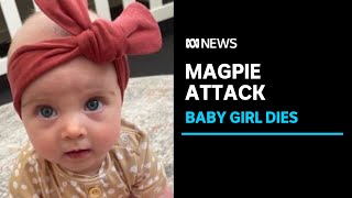 Parents whose baby died after magpie attack praised for quick response  ABC News [upl. by Retsevlys]