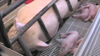 From Pig to Plate  Animal Agriculture [upl. by Anilemrac]