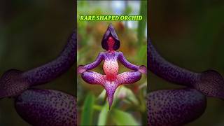 Rare Orchid Plants gardening orchid nature [upl. by Isadora]