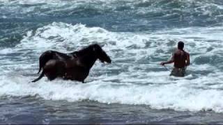 Dressage de cheval sauvage sur la plage de Puamau  Hiva Oa  Iles Marquises  Polynésie française [upl. by Anayrb837]